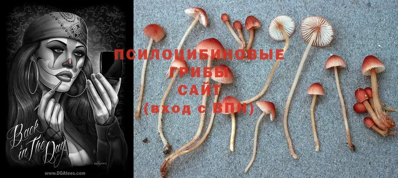 Галлюциногенные грибы MAGIC MUSHROOMS  нарко площадка наркотические препараты  Котельниково  даркнет сайт  mega рабочий сайт 